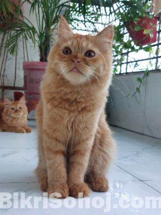 Traditional Persian Cat